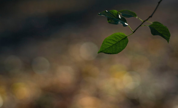 Green Leaves On Coloful Background.