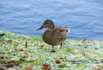 View of lonely mallard duck