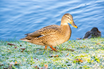 View of mallard duck