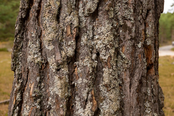 bark tree texture, horizontal photo