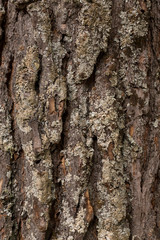 bark tree texture , vertical photo