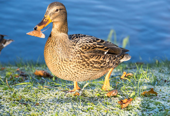 View of mallard duck