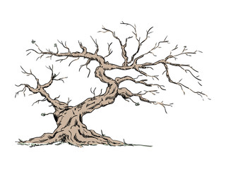 old tree