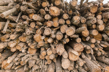 Wood Trunks Section, front view