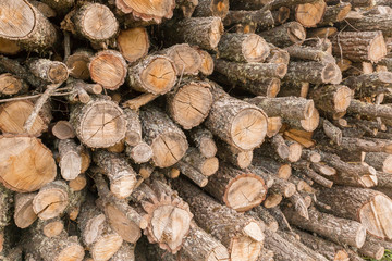 Wood Trunks Section, side view