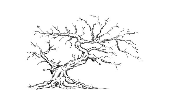 Dead Tree Drawing Images  Free Download on Freepik