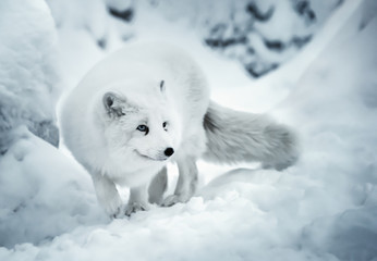 Adult polar fox on white snow unfocused background