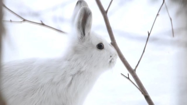 A wild hare eats tree branches during a cold winter day.