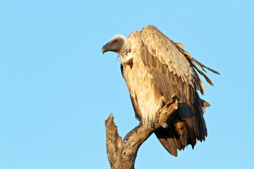 Vulture sitting on a tree