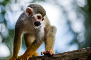 Singe-&Eacute;cureuils