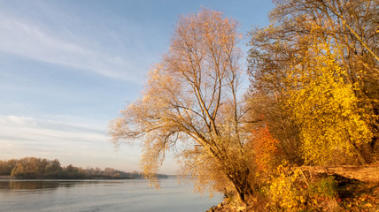 jesienne złote drzewa nad rzeką o wschodzi słońca © Arkadiusz