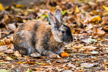 Kaninchen mit Karotte im Herbst