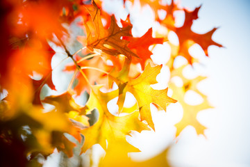 Autumn leaves