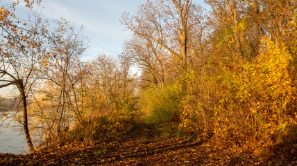 Fototapeta na wymiar jesienne złote drzewa nad rzeką o wschodzi słońca