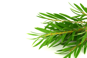 Naklejka na ściany i meble Tea Tree (Melaleuca) Branch and Leaves. Isolated on White Background, with added Space for Sign, Text or Logotype.