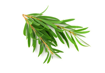Tea Tree (Melaleuca). Isolated.