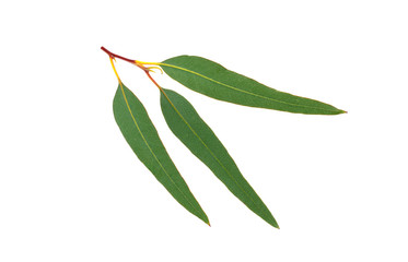 Eucalyptus Branch and Leaf. Isolated. Other Names: Forest Red, Blue, Grey, Mountain, Flooded, Slaty or Queensland Gum. Also Bastard Box, Red Ironbark or Irongum.