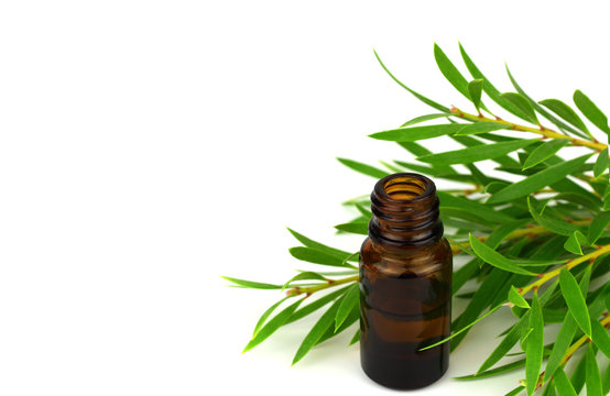 Tea Tree Essential Oil (Melaleuca) with Branch and Leaves. Isolated on White Background, with added Space for Sign, Text or Logotype.
