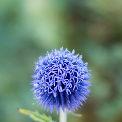 kula © Marcin