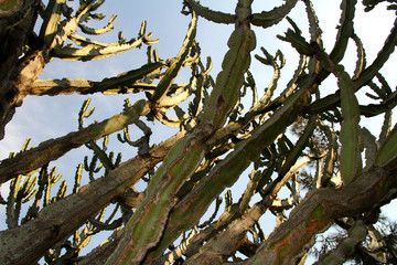 Inside a Giant Cactus