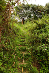 Jungle Trail Hillside Steps