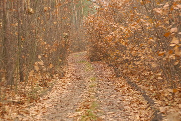  autumn forest road 