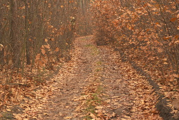 autumn forest road 