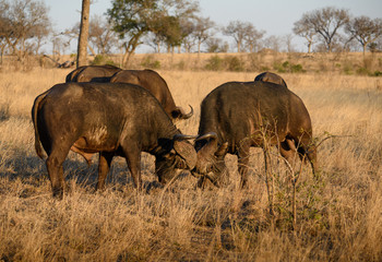 Cape Buffalo Fighting