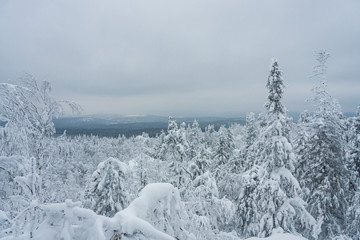 landscape of snowy trees in the mountains. winter forest covered with clean fresh snow. New Year's active holiday in a hike. Christmas walks in nature.
