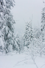 Christmas tale on nature. covered with white clean fresh snow spruce and pine in the winter forest. Wonderful time for walking and outdoor activities in January. ready background for layout