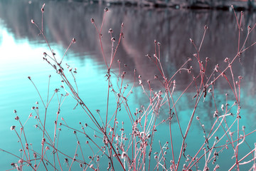 Pink dried tiny plant on the background of blue water and autumn forest reflection