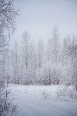 young birch forest covered with fresh clean white snow. forest winter landscape. frost on the branches. cold morning fog.