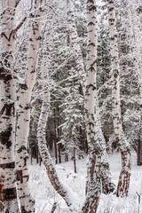 young birch forest covered with fresh clean white snow. forest winter landscape. frost on the branches. cold morning fog.
