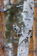 woodpecker in winter on birch. snowfall. winter forest and its birds