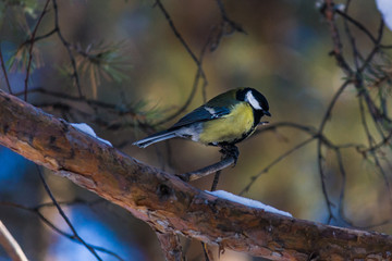 bird tit is sitting on a pine branch. late autumn or early winter. birds close up.