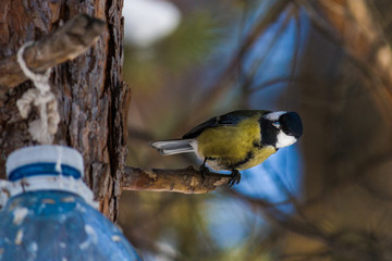 bird eats from the feeder in winter. shooting with freezing birds in flight. The benefits of feeding animals in cold weather.