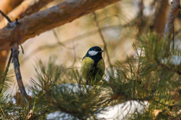 Bird Great tit, or Parus major. Sitting on a branch in spring/summer forest. Birds blue titmouse sitting in the garden among the colorful branches. Natural background.