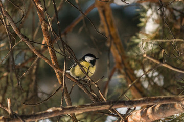 Bird Great tit, or Parus major. Sitting on a branch in spring/summer forest. Birds blue titmouse sitting in the garden among the colorful branches. Natural background.