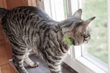 Gray striped cat standing on a window sill and looking out of the window