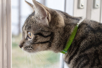 Gray striped cat sitting and looking out of the window