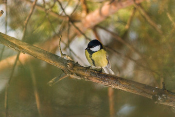 Fototapeta premium Bird Great tit, or Parus major. Sitting on a branch in spring/summer forest. Birds blue titmouse sitting in the garden among the colorful branches. Natural background.