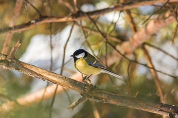 Bird Great tit, or Parus major. Sitting on a branch in spring/summer forest. Birds blue titmouse sitting in the garden among the colorful branches. Natural background.