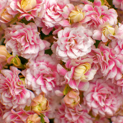 Fototapeta premium pink Calanchoe flowers top view as a natural background