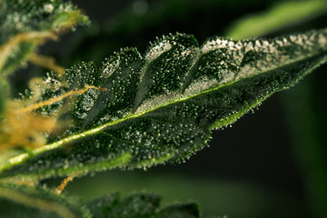 Cannabis trichomes close-up photo of plant marijuana bud health. Macro photos of marijuana cones with leaves covered with trichomes.