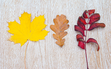 Leaves of maple, oak and rowan on a wooden background