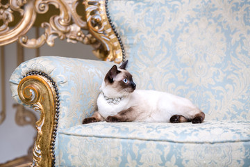 a two-color cat without tail of Mekong Bobtail breed with a jewel a precious necklace of pearls...