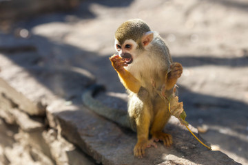 Squirrel Monkey 