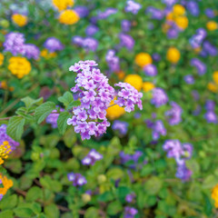 a feast of violet and yellow wild flowers, strong blur background