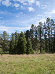 nature, forest set of trees on a sunny day and blue sky