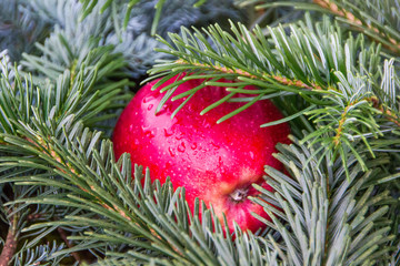 Typical evergreen decoration with apples. Simple Scandinavian design for the holidays of Christmas.